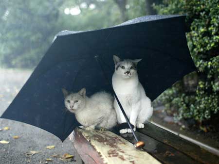 Kucing Online: 30 Ribu Kucing Liar di Beijing Dimandulk
