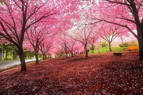 Pemandangan bunga sakura terindah  china radio international